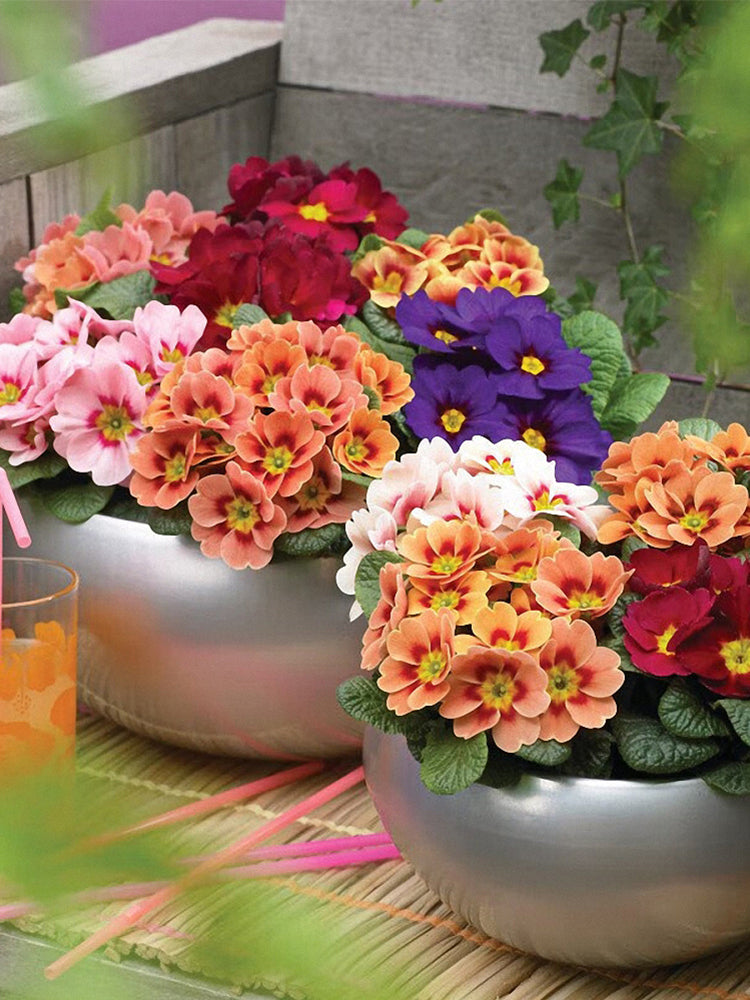 English Primrose (Primula vulgaris)