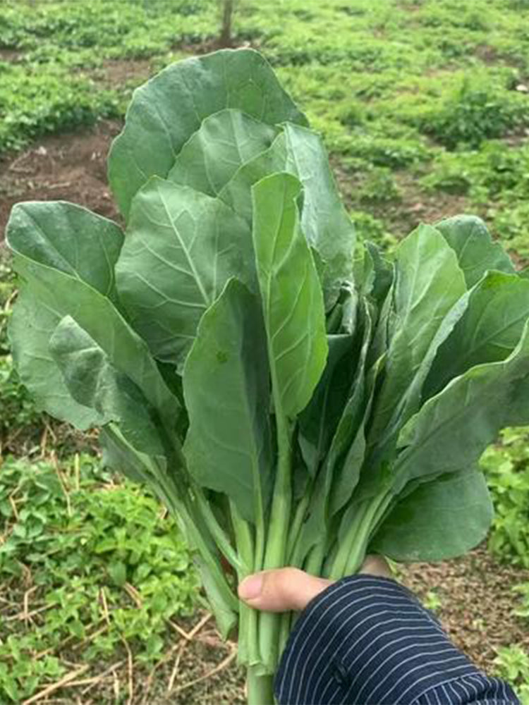 Sweet-Crispy 'Zhonghua' Chinese Kale