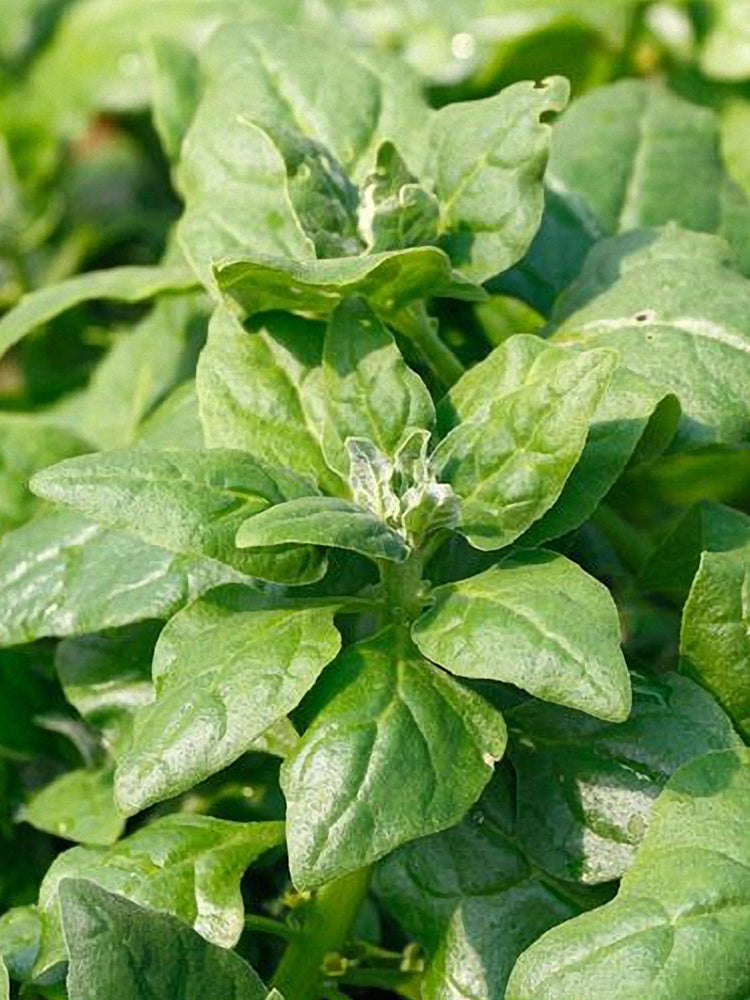 New Zealand Spinach