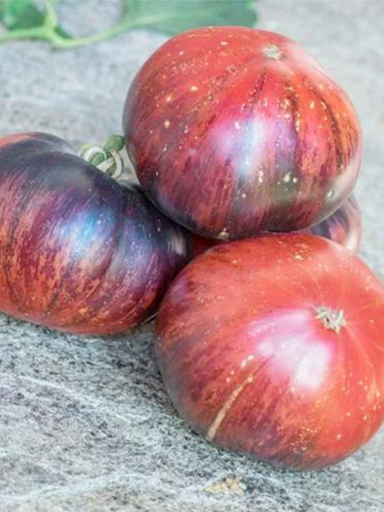 Marsha's Starfighter Beefsteak Hybrid Tomato