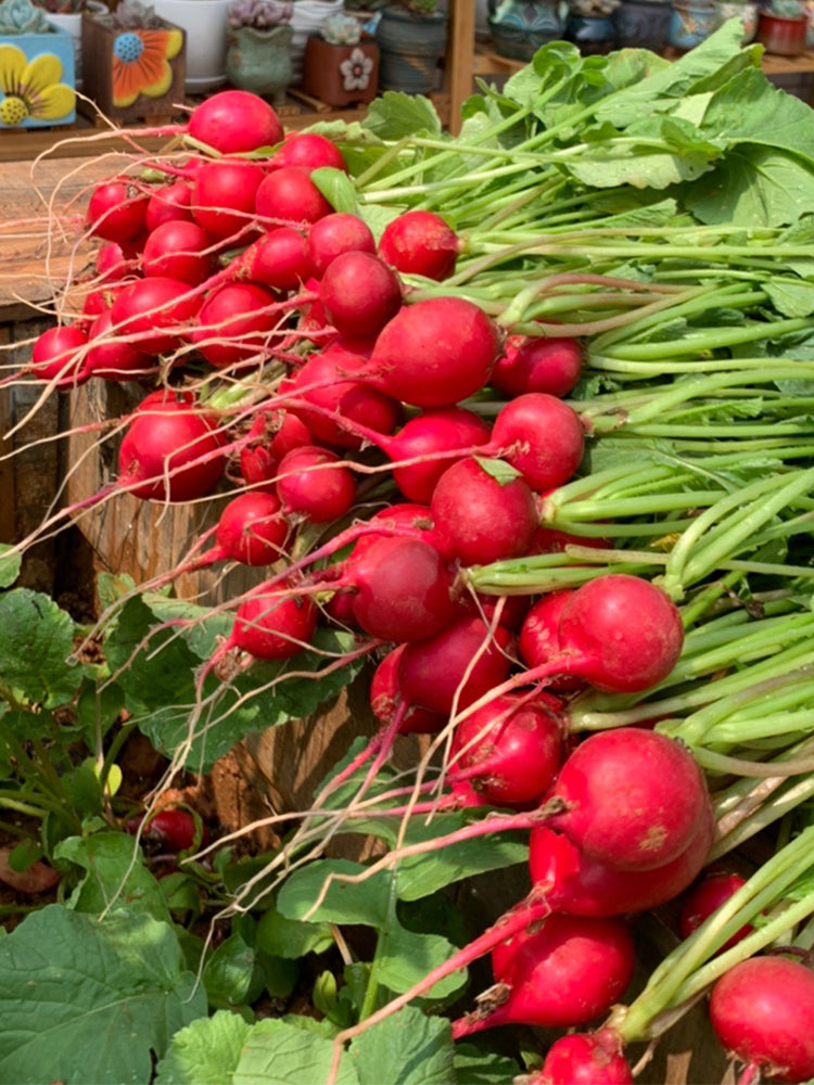 'Ailuo' Cherry Radish