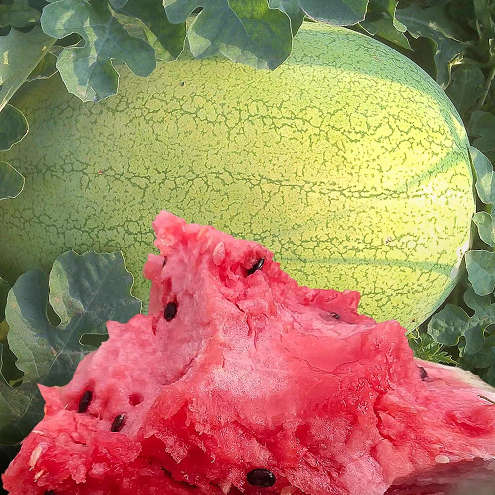 5 Bags (50 Seeds / Bag) 'Green Emperor' Watermelon Seeds