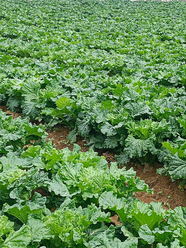 'Cuiqing 75' Qingmaye Chinese Cabbage