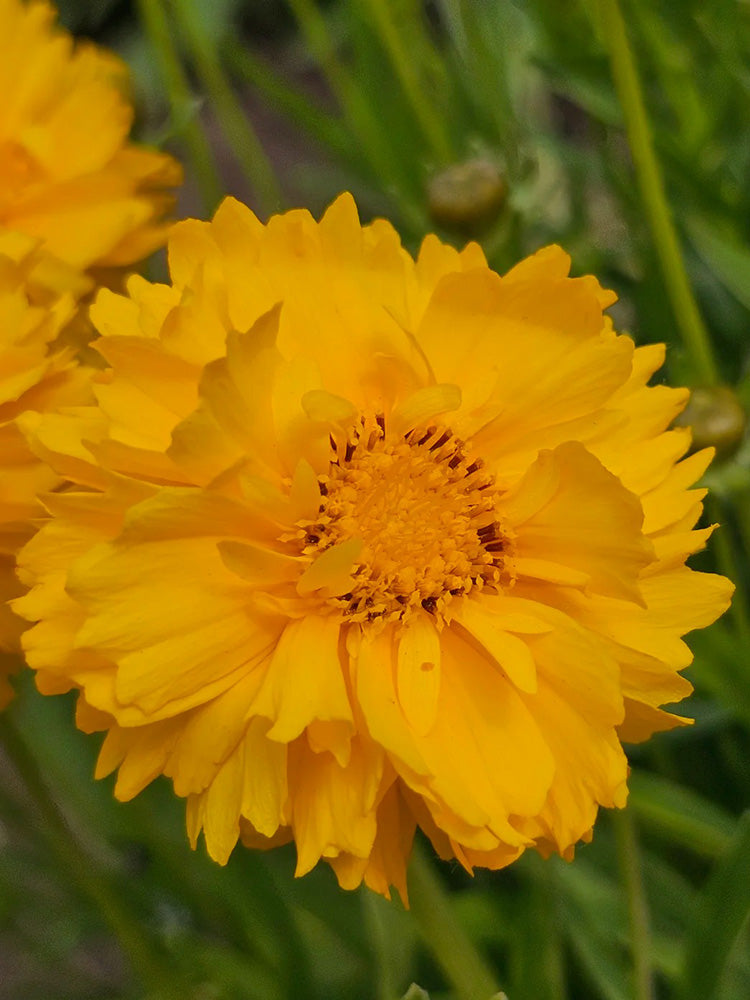 Coreopsis