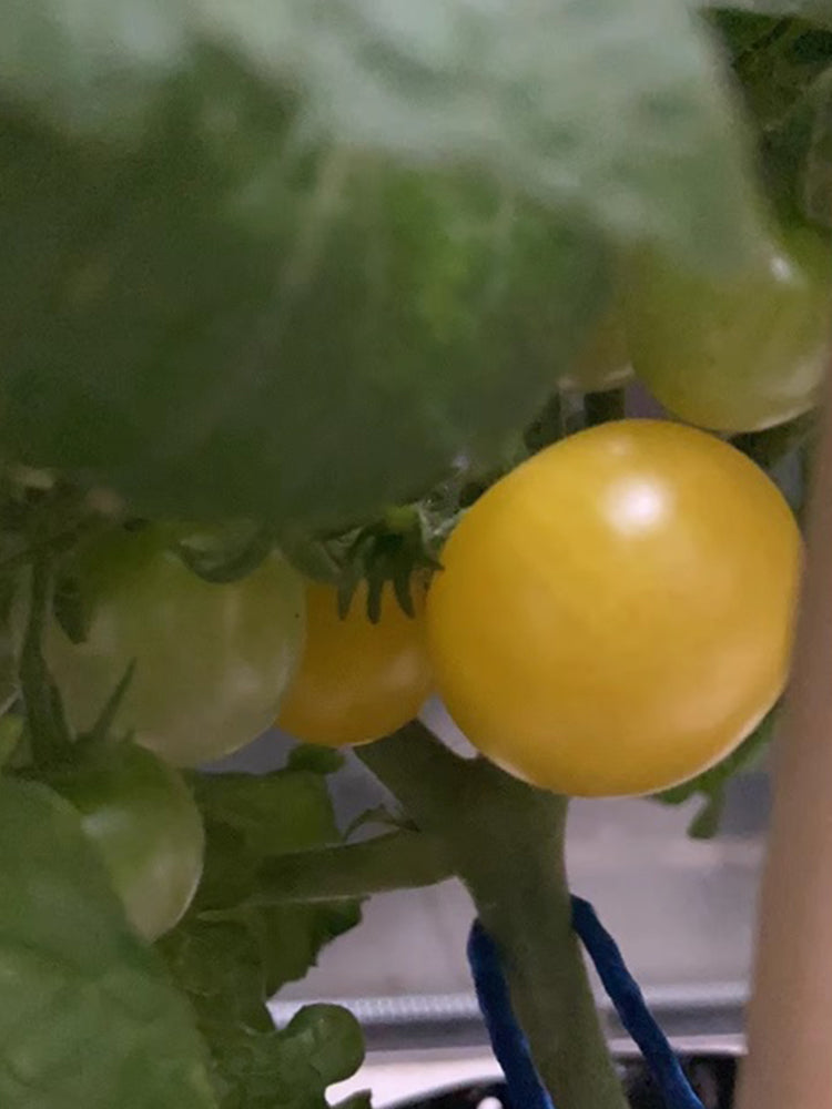 'Fat Frog' Micro Dwarf Tomato