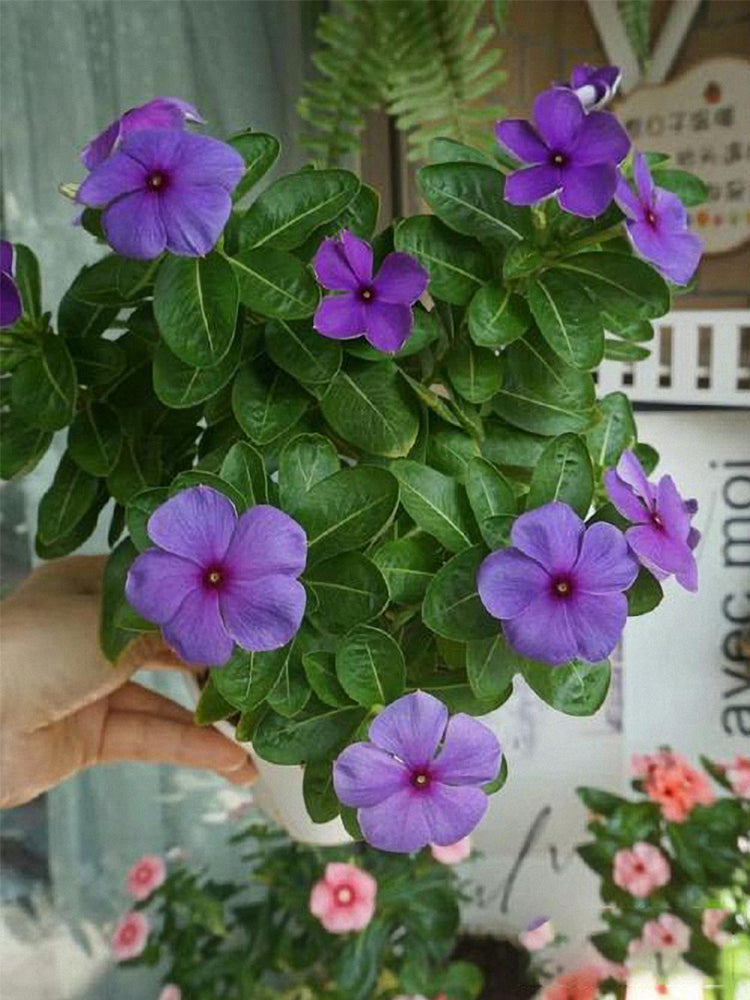 Blue Madagascar Periwinkle (Catharanthus roseus)