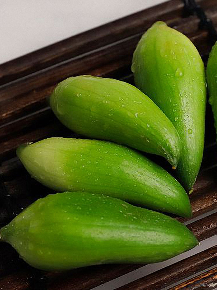Slipper Gourd (Cyclanthera pedata)