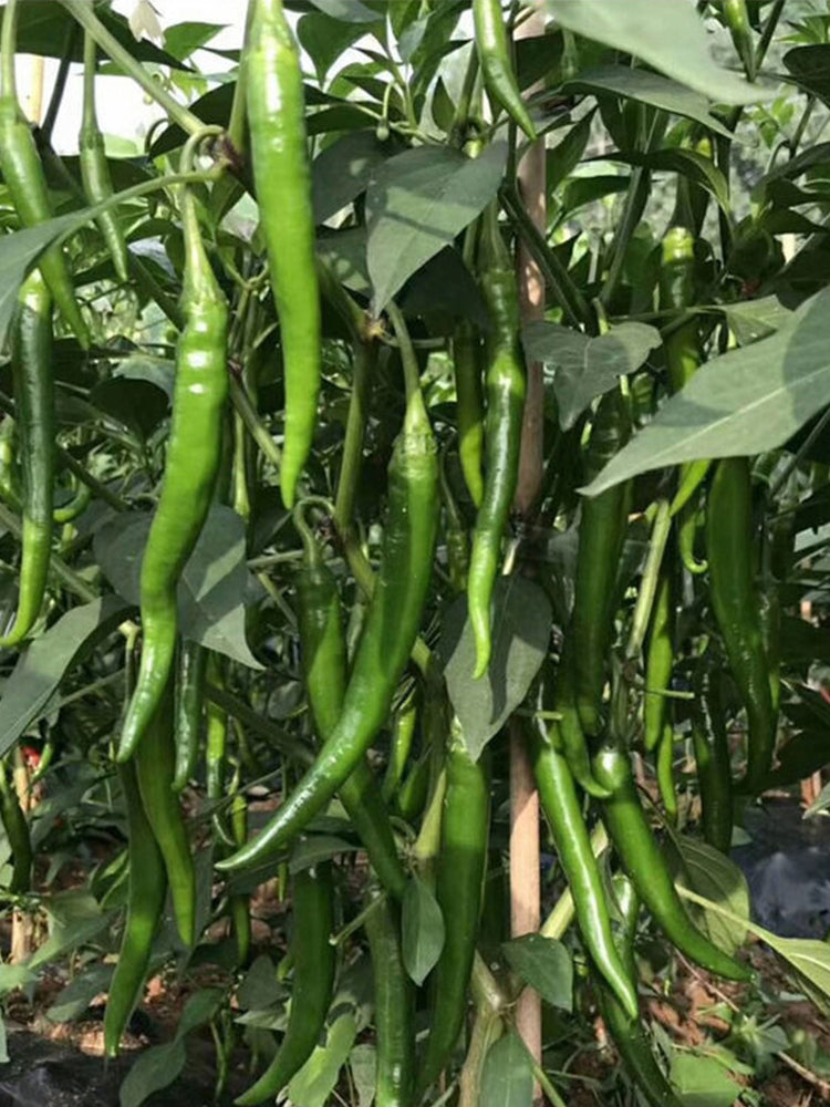 Hangjiao No.1 Peppers
