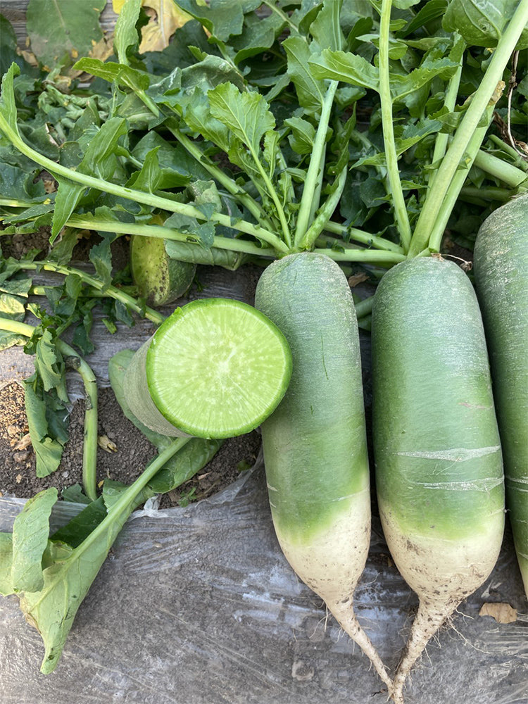 Chinese Green Radishs