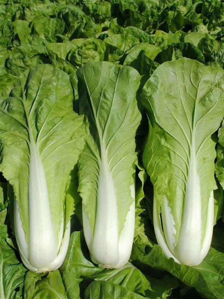 All-season Fast-growing Bok Choy
