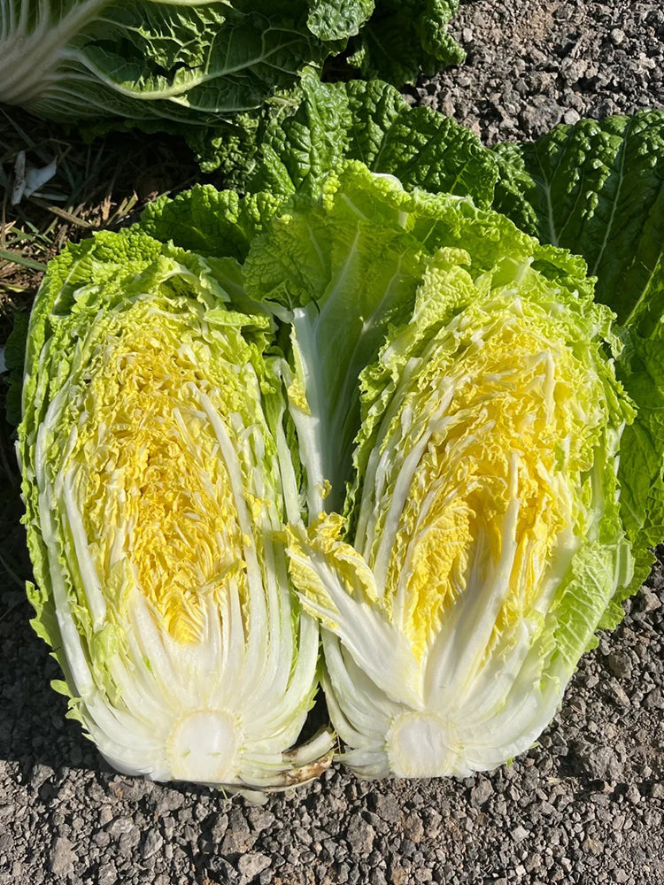 Double Season Golden Inlaid Jade Cabbage