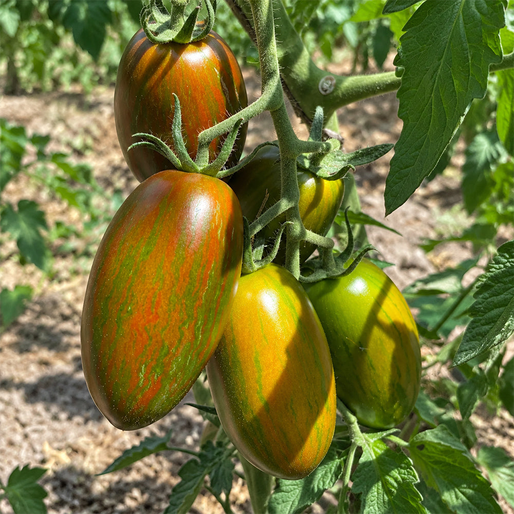 34 MärchenMonster Tomato
