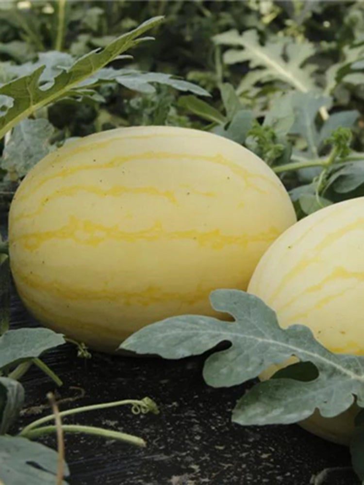 'Golden No.3' Watermelon Hybrid