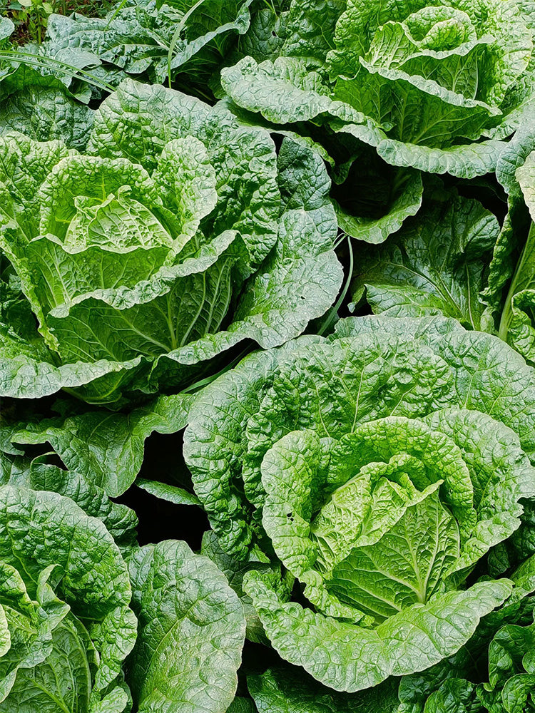 'Shengqiu 80' Chinese Cabbage