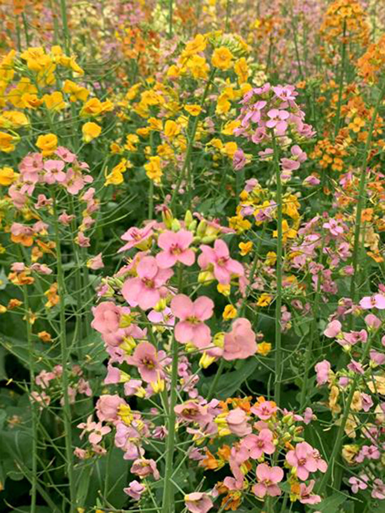 Rainbow Rapeseed