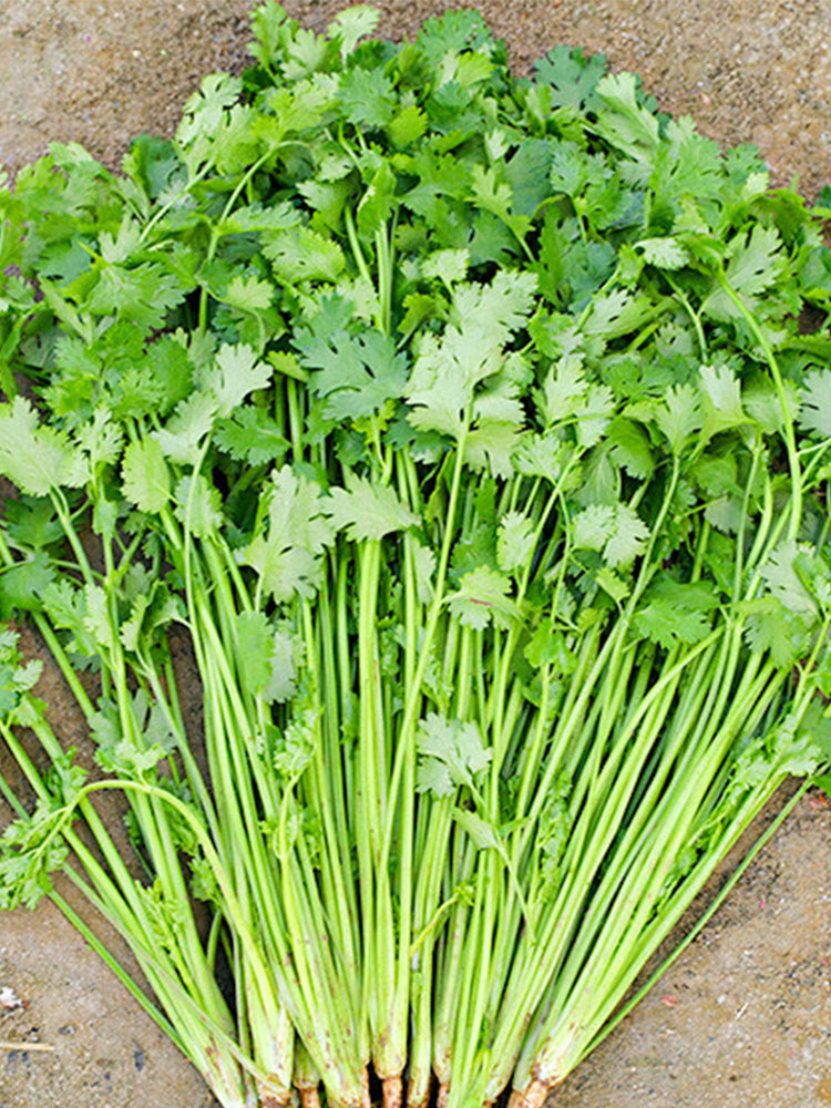 Farmer's Small-Leaf Cilantro