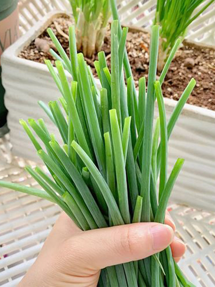 Chives (Allium schoenoprasum)
