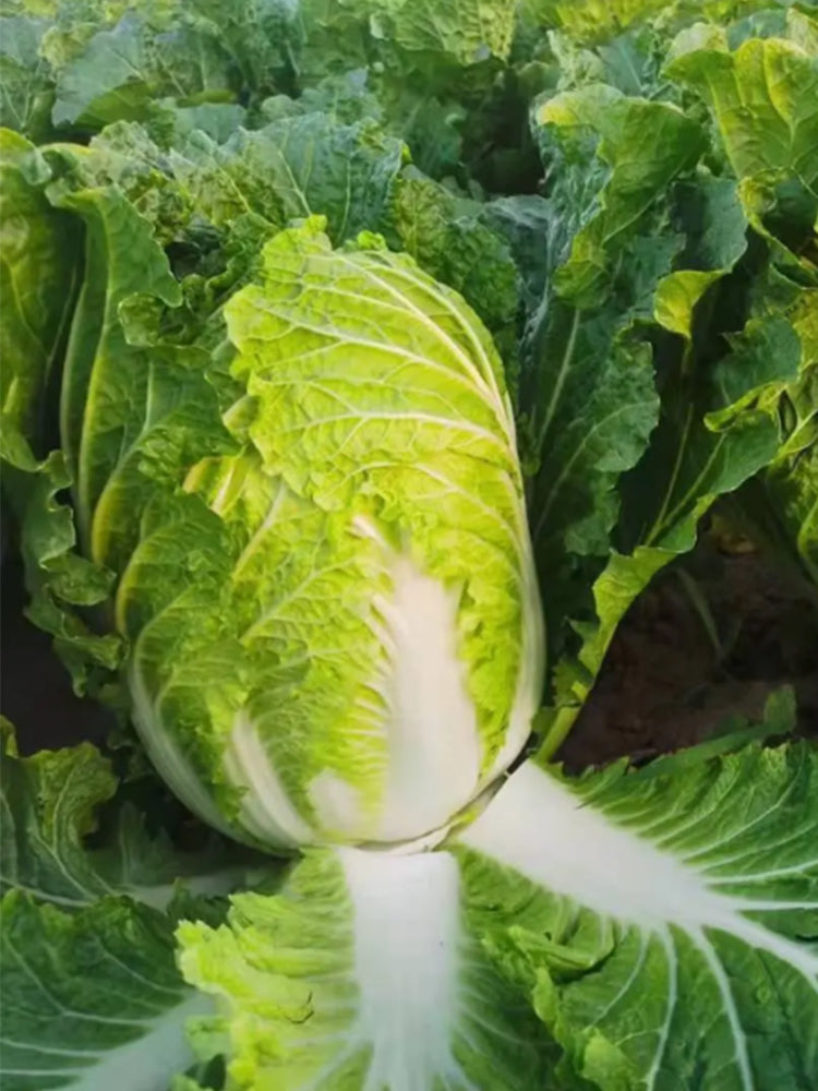 Improved Qingza No.3 Chinese Cabbage