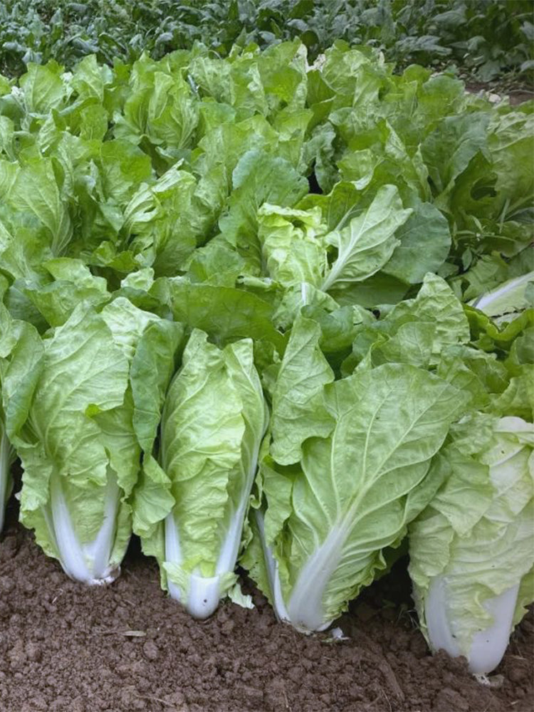 'Fushi' Fast-Growing Chinese Cabbage