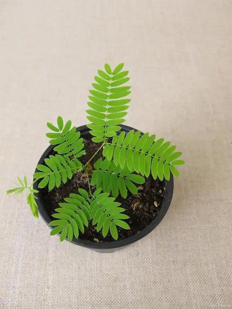 Sensitive Plant (Mimosa pudica L.)