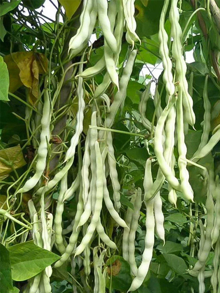 Continuously Harvestable Nine-grain White Kidney Beans