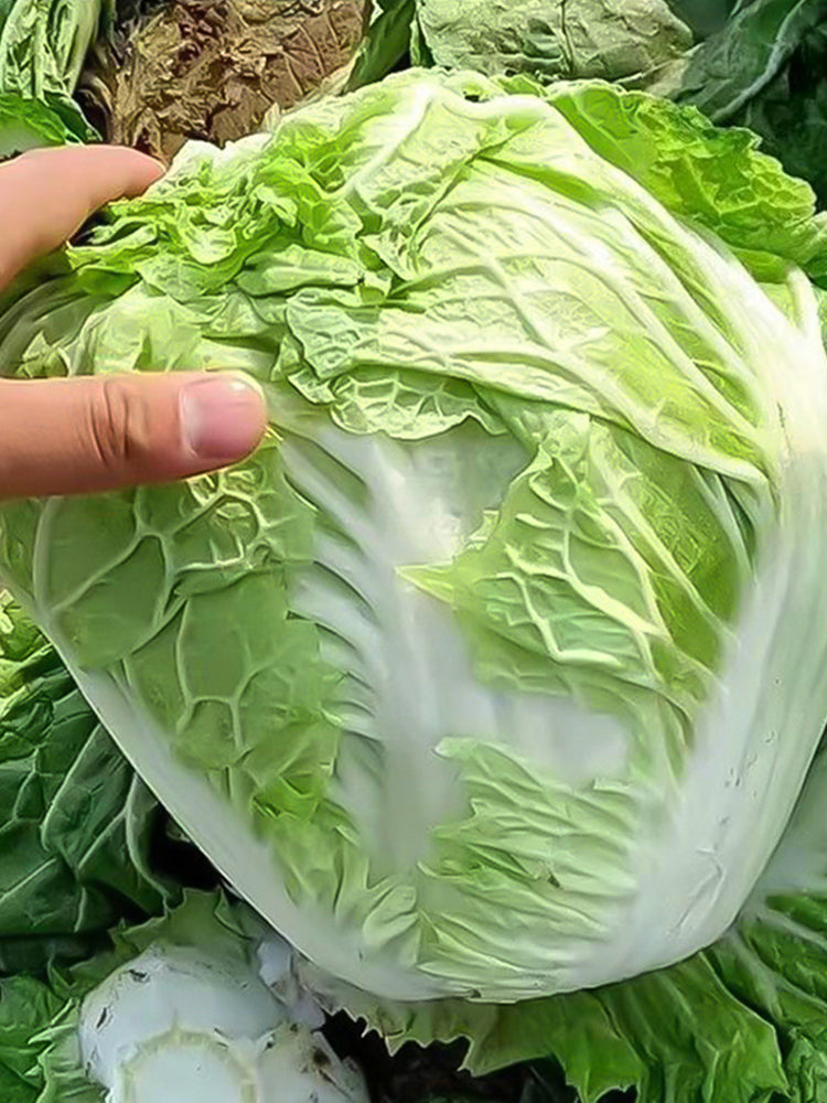 Delicious Compact-head Chinese Cabbage