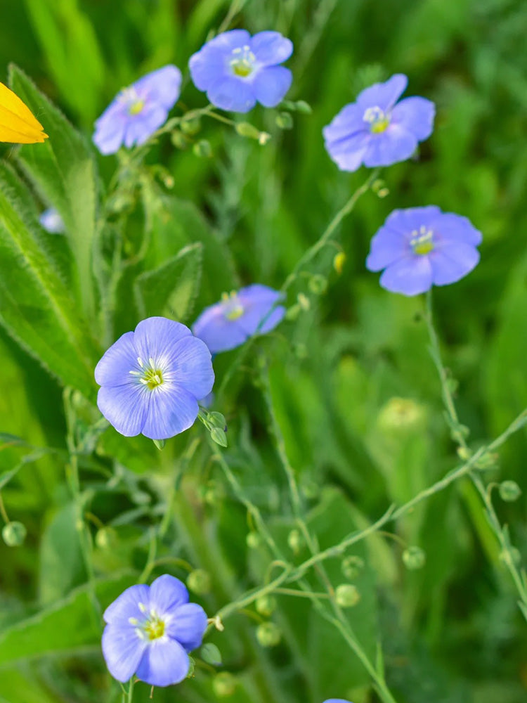 Blue Flax