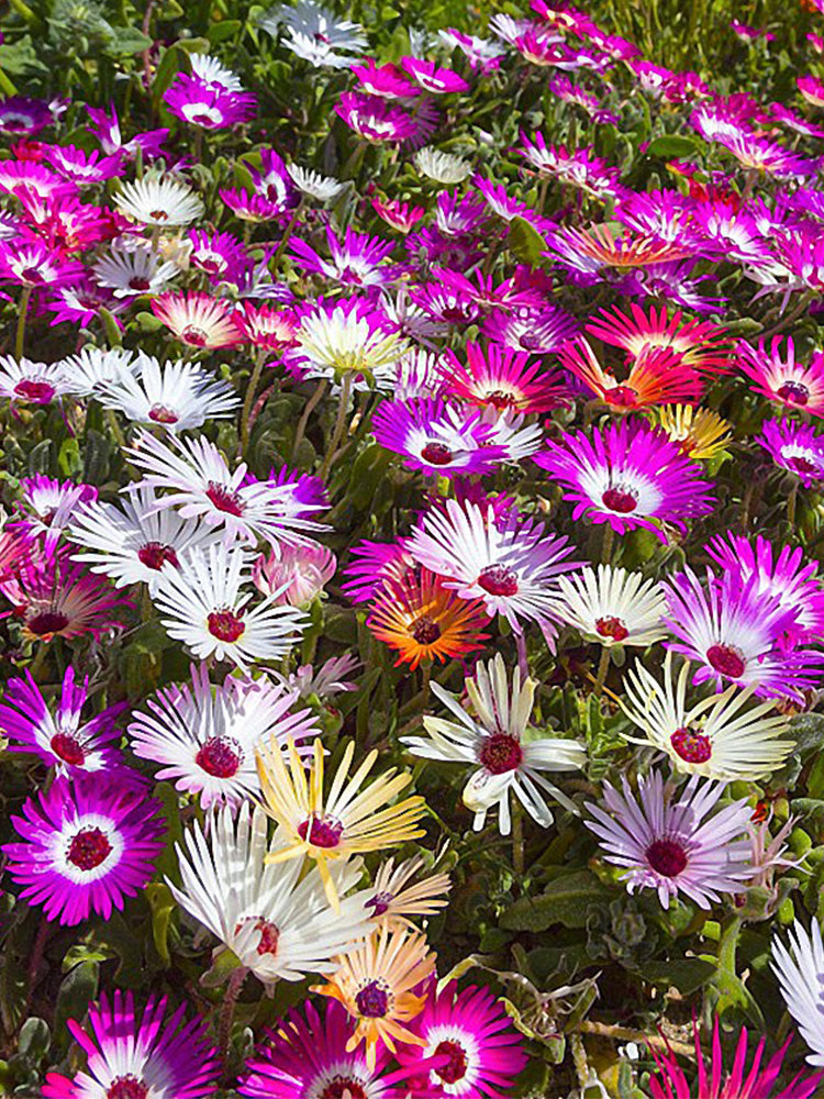 Trailing Ice Plant (Lampranthus spectabilis)