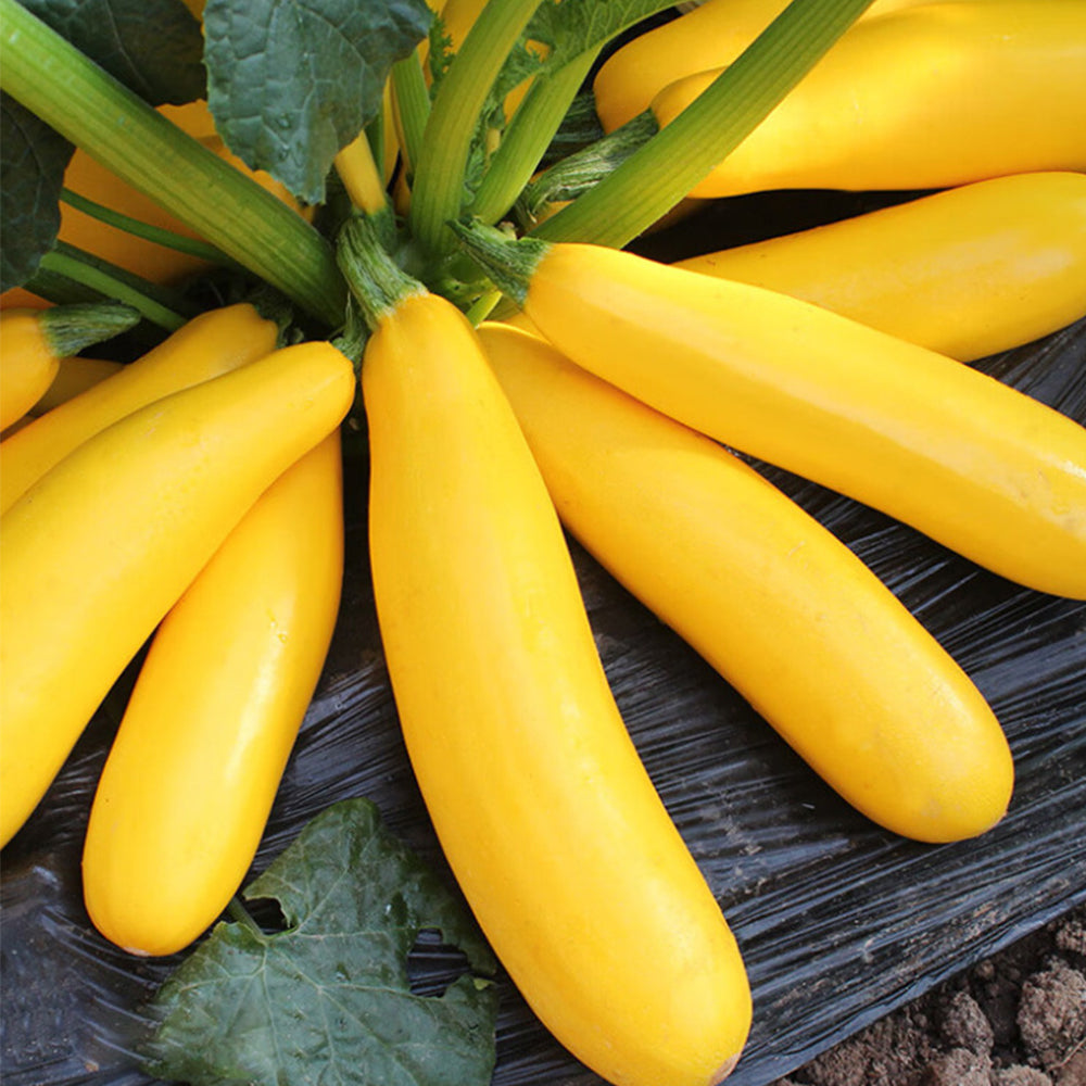 5 Bags (10 Seeds / Bag) of Yellow Zucchini Seeds, 'Yellow Banana' series