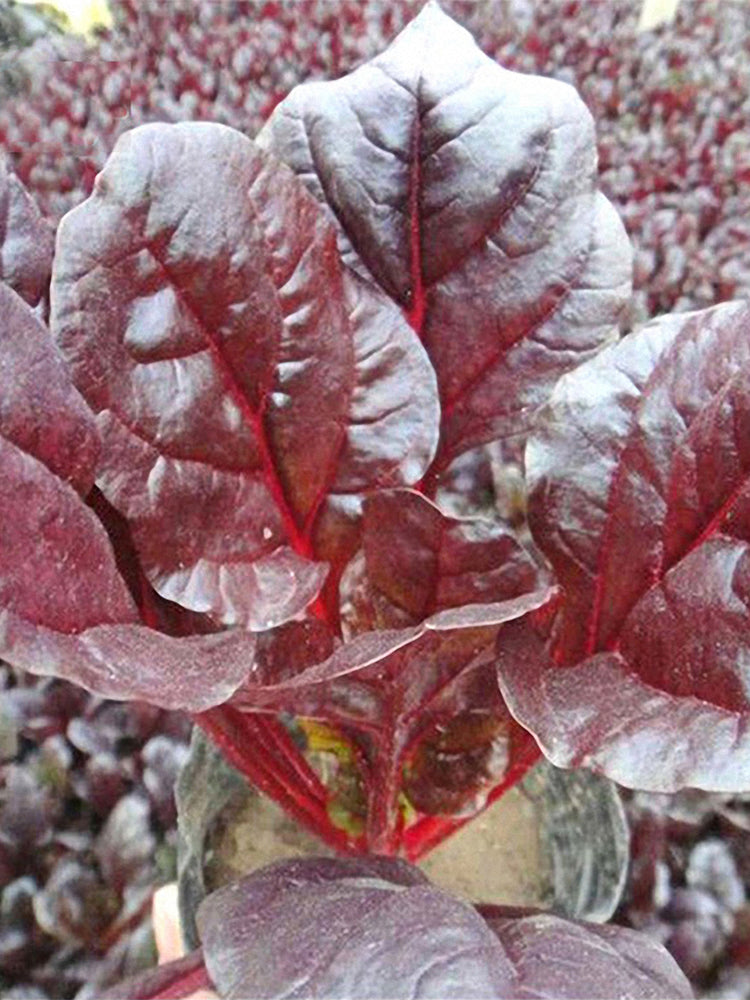 Red-Leaf Chard