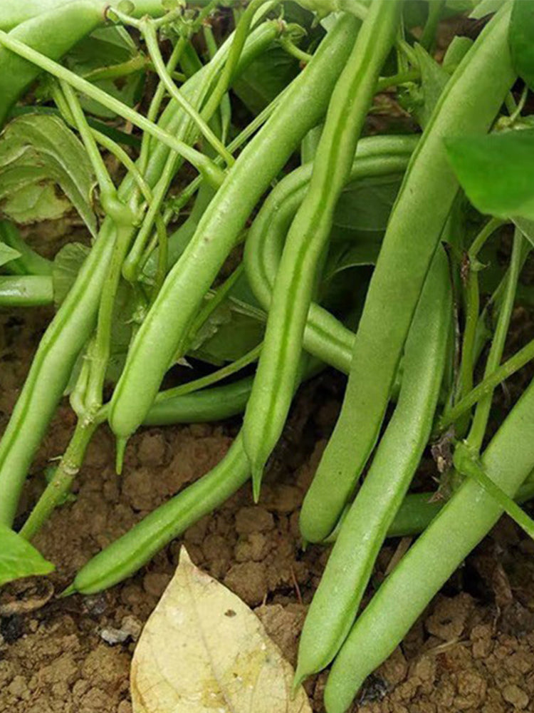 Pioneer Snap Beans