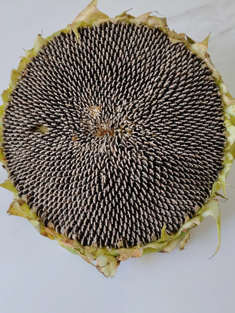 Large-seeded Edible Sunflower