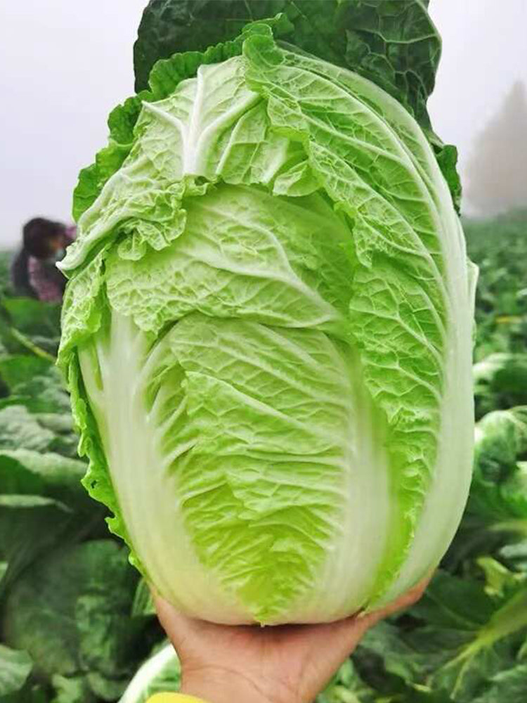 Improved 'Qingza No.3' Chinese Cabbage