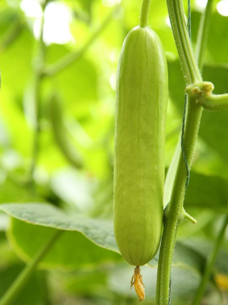 Cream No.3 Mini Cucumbers