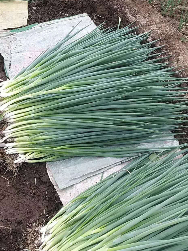 Jiemei Black-leaf Chives
