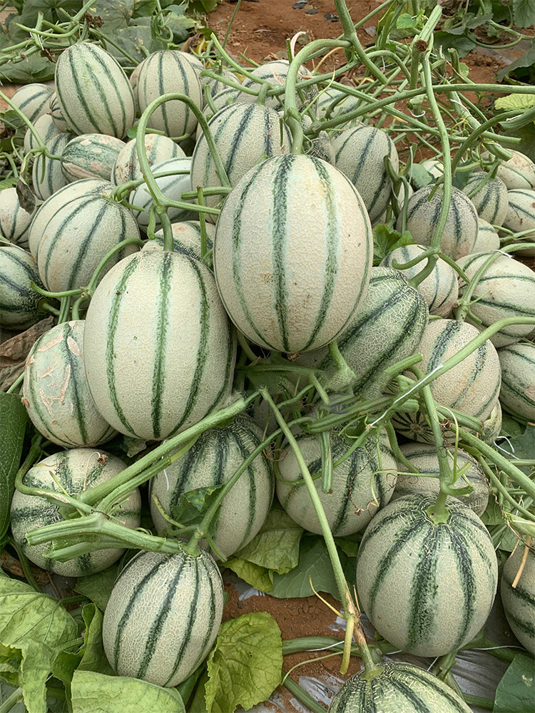 Basketball Green Hybrid Melon