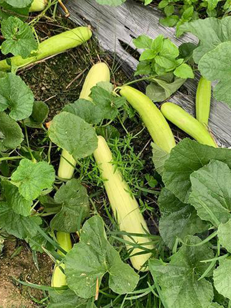 Green-veined Oriental Pickling Melons