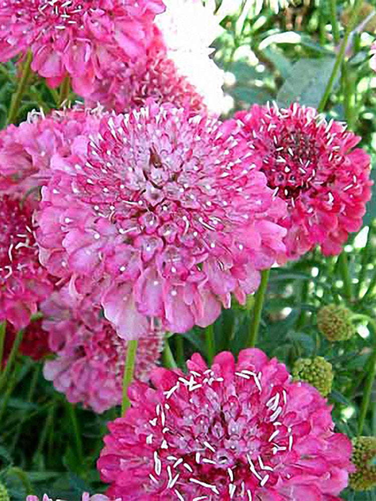 Purple-red Pincushion Flower (Scabiosa atropurpurea)