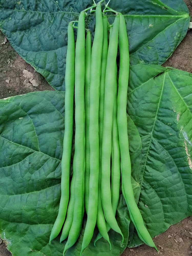 Huajun No.5 Snap Beans