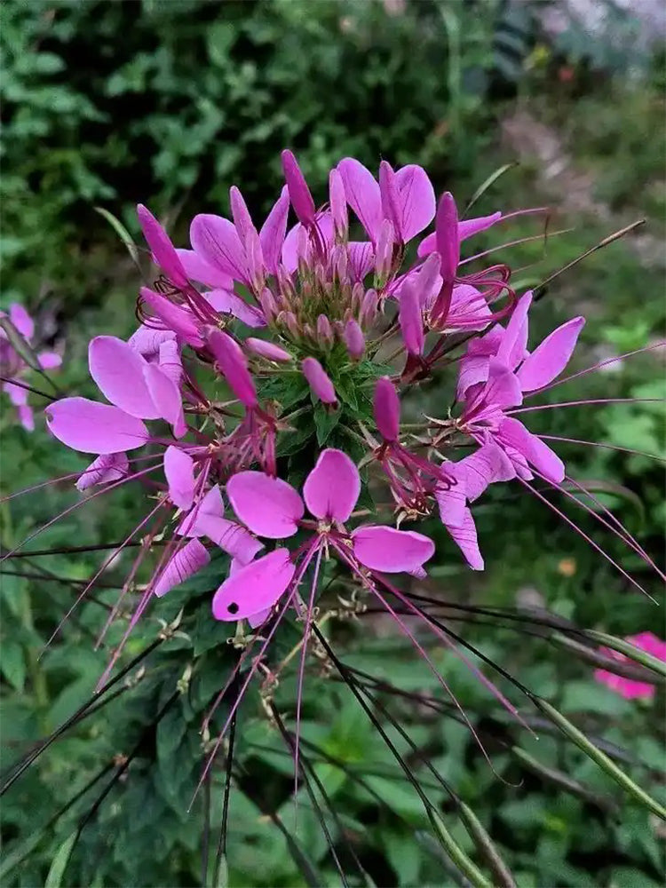 Purple Spider Flowers (Cleome houtteana)