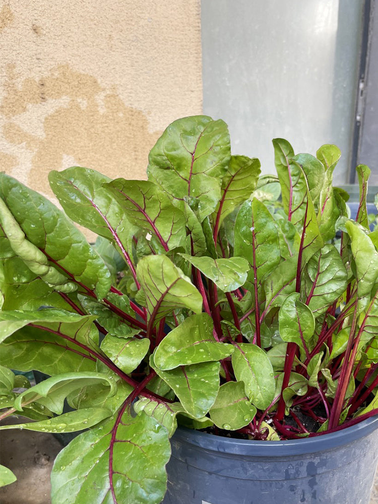 Red-stemmed Spinach