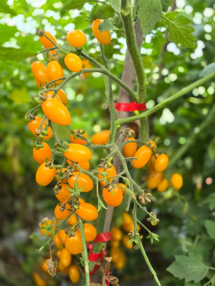 911 Cheesman's Galapagos Wild Tomato