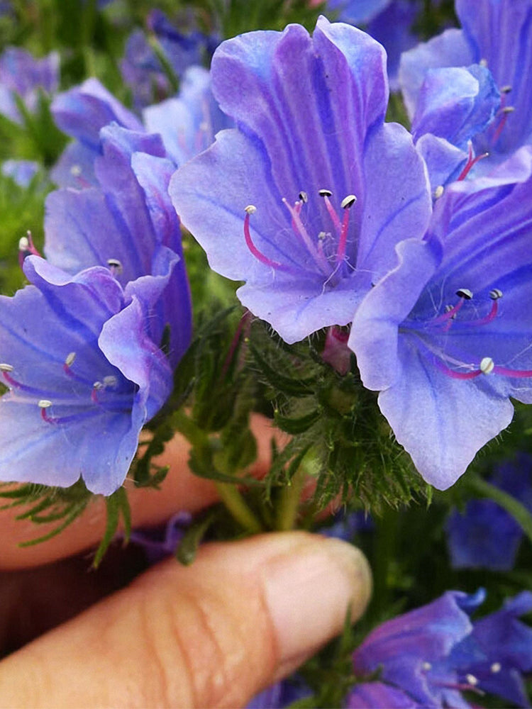 Viper's Bugloss (Echium vulgare)
