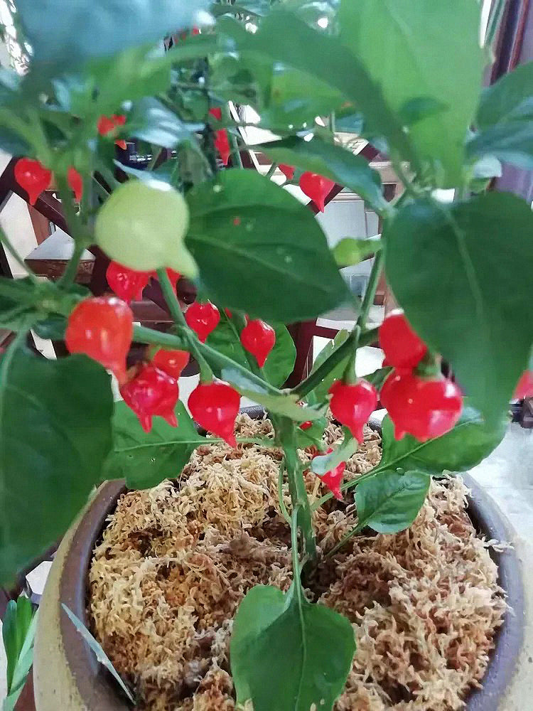 Fruit-flavored Lantern Peppers