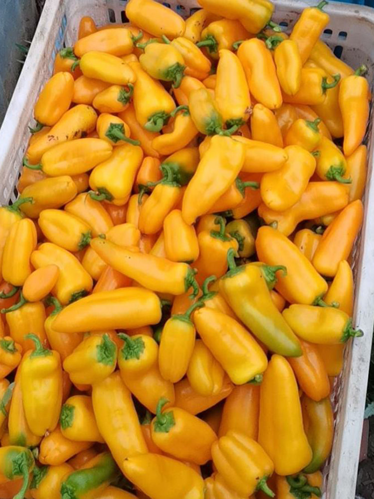 Mini Yellow Sweet Pepper