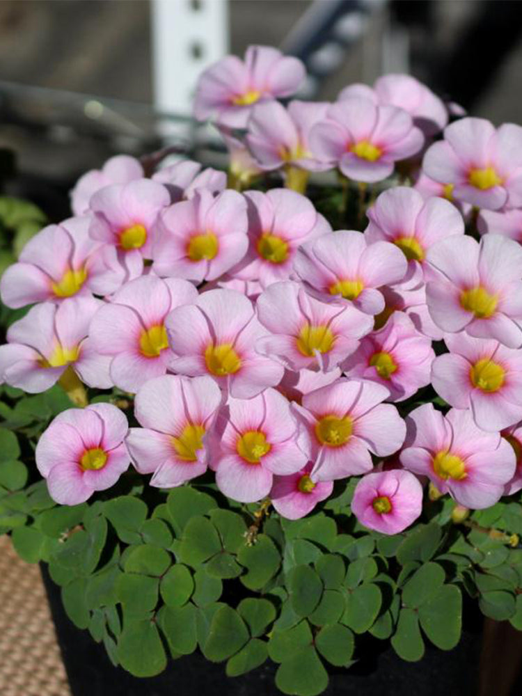 Oxalis obtusa Series Bulb - 'Purpurea Ulifoura'