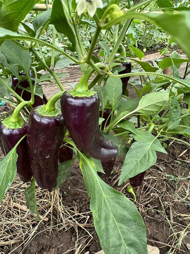 Purple Jiangsu Pepper