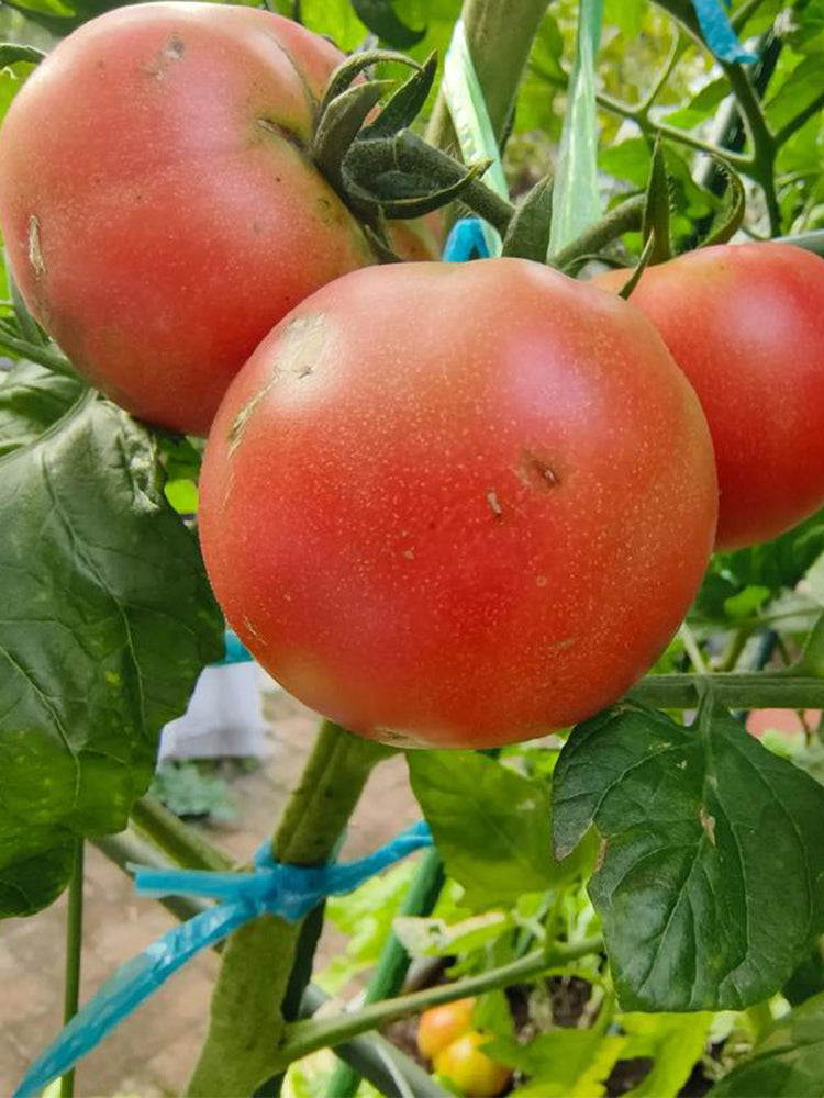 Yashu No.11 Tomato