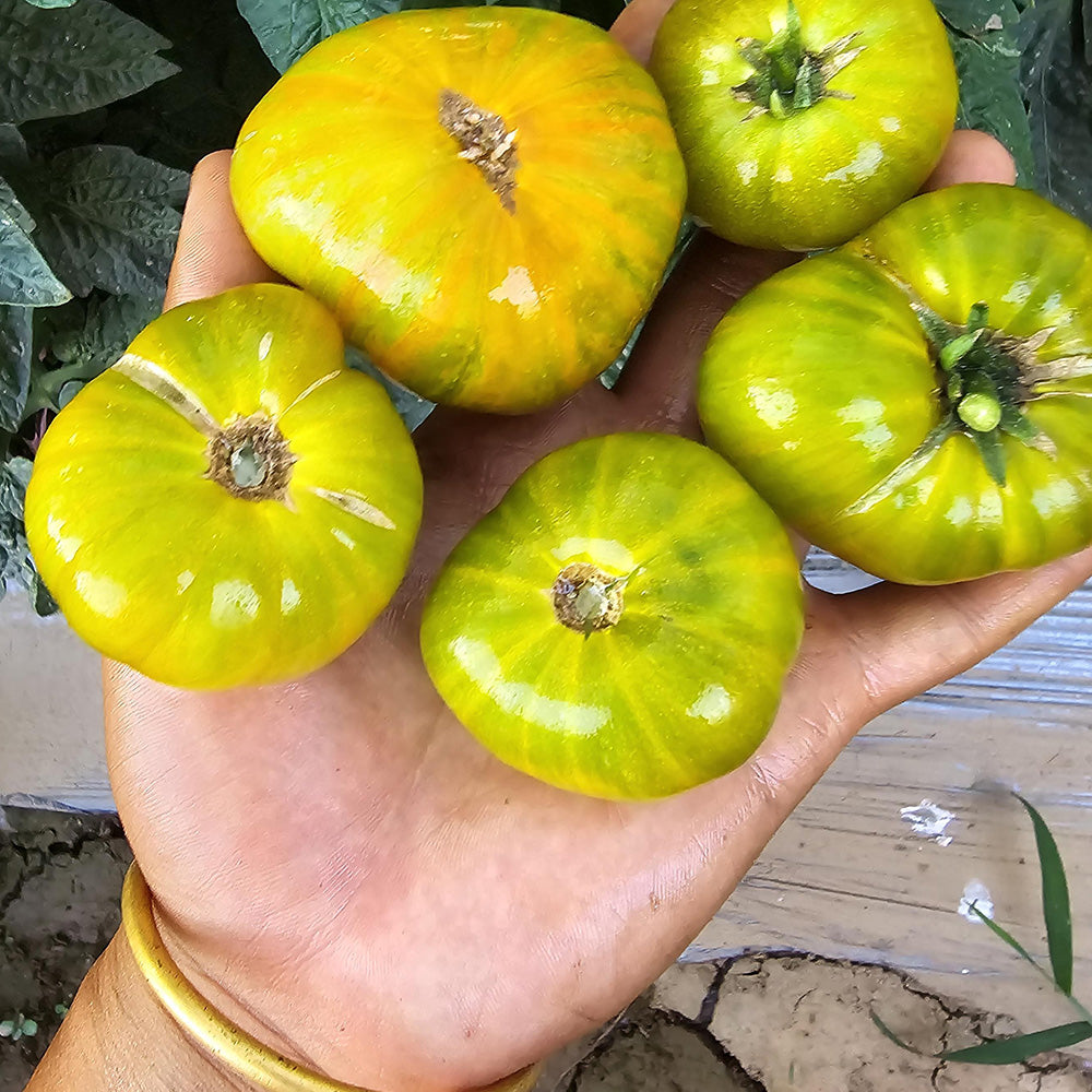 604 Eden Micro No. 4 Tomato