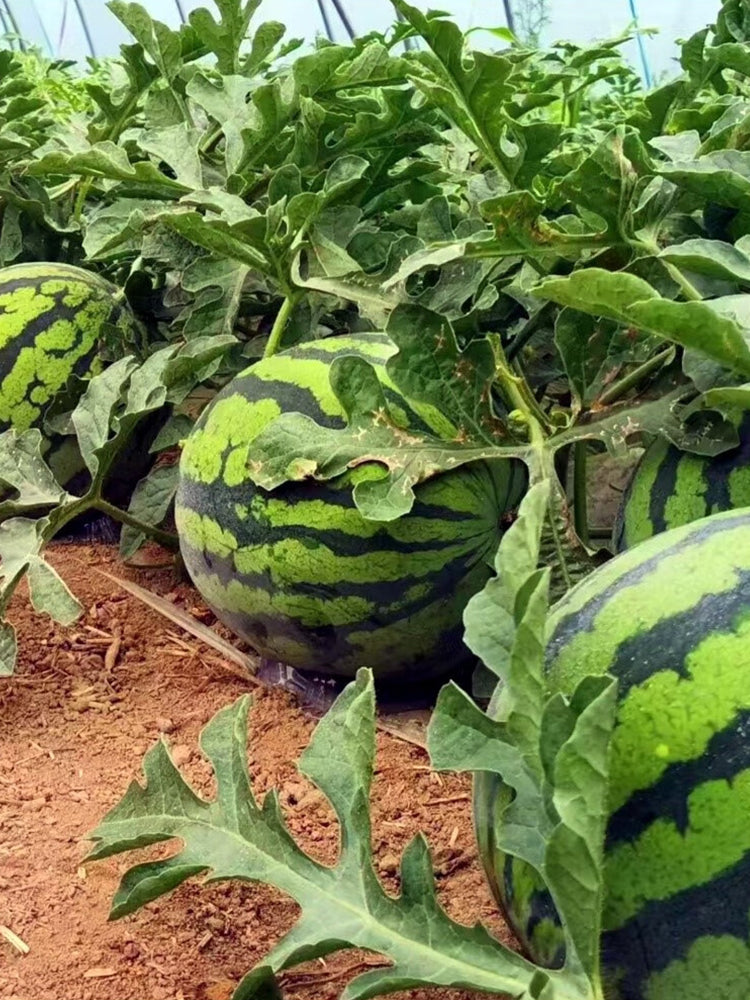 "Bingchuan Meidu" Watermelons
